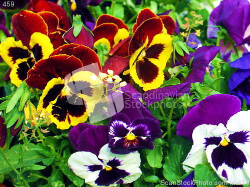 Image of Pansies