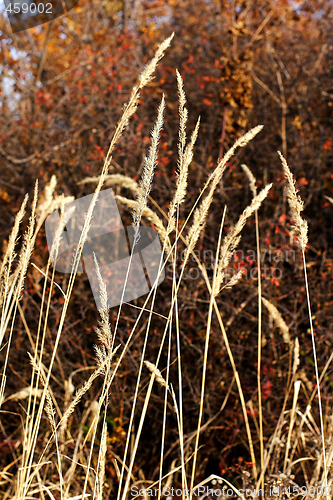 Image of wild mountain plants