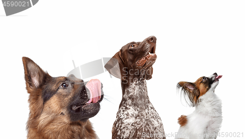 Image of Close-up head shots of four happy and smiling dogs of different breeds