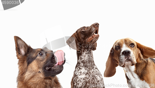 Image of Close-up head shots of four happy and smiling dogs of different breeds