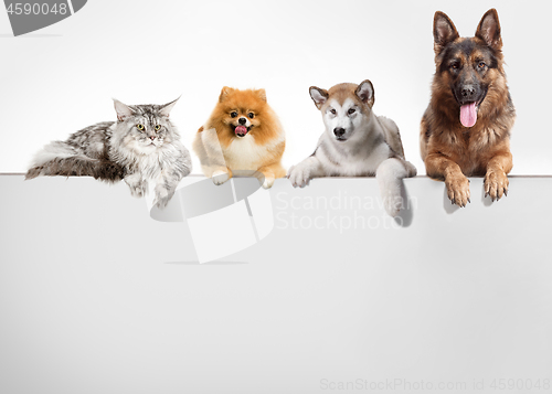 Image of Row of cats and dogs hanging their paws over a white banner.