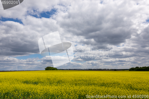 Image of Yellow rapeseed fields on a background of cloudy sky.