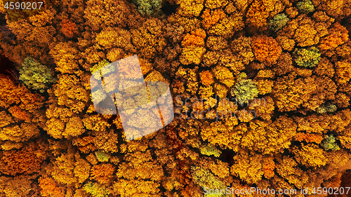 Image of Aerial view from dron above autumn yellow forest.