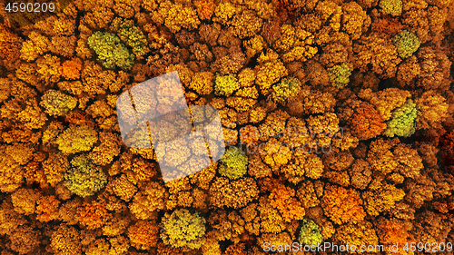 Image of Natural fall yellow background aerial view from drone.