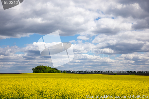 Image of Natural landscape background with flowering rapeseed plant.