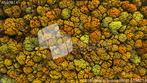 Image of Top view of above natural forest landscape in the autumn time.