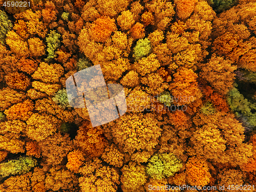 Image of Natural fall background in an yellow and red colors and leaf texture.