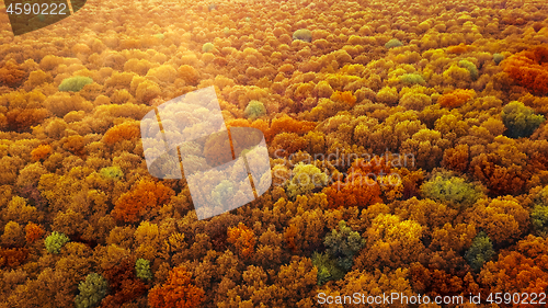 Image of Panoramic view of autumn bright forest in an yellow and red colors.