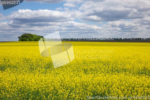 Image of Agricultural lands with yellow plants of rapeseed on a cloudy sky.