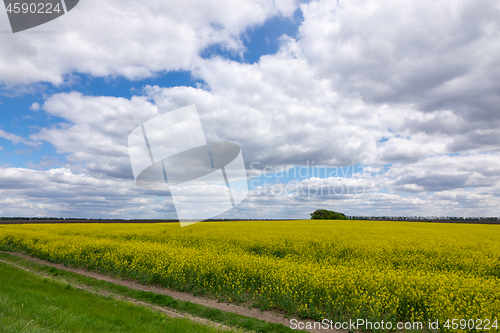 Image of Rapeseed field with dirt road along agricultural land.