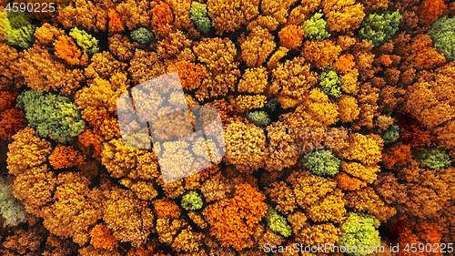 Image of Aerial top view of autumn forest as natural background.