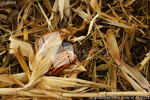 Image of winter animal feed