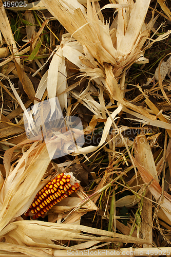 Image of winter animal feed