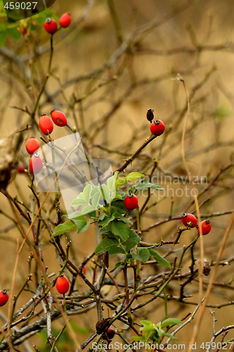 Image of wild rose hips