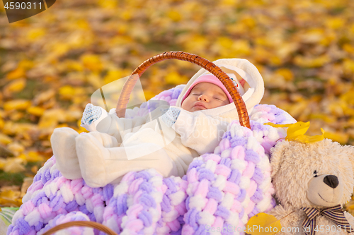 Image of Baby sleeps in basket in autumn park, sitting next to a Teddy bear