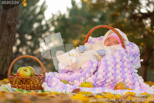 Image of The baby sleeps in a basket in the autumn forest, next to a basket of apples