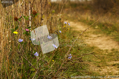 Image of wild autumn flowers