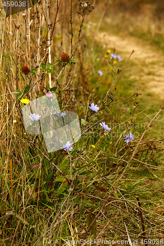 Image of wild autumn flowers