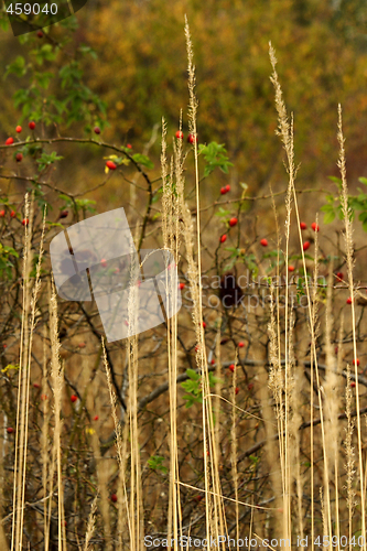 Image of wild rose hips