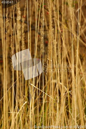 Image of wild reed grass