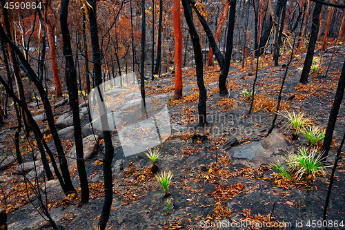 Image of Grass trees in a burnt landscape