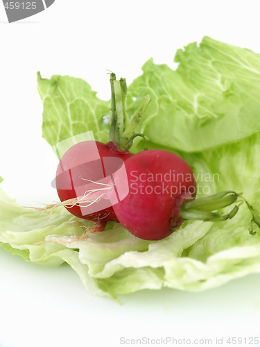 Image of Radishes and Lettuce