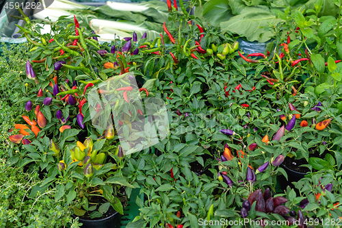 Image of Grow Chili Plants