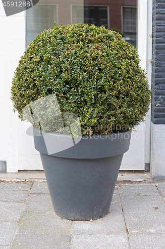 Image of Bush Plant Pot
