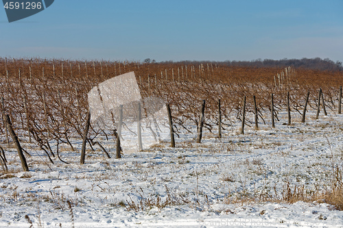 Image of Vineyard Winter