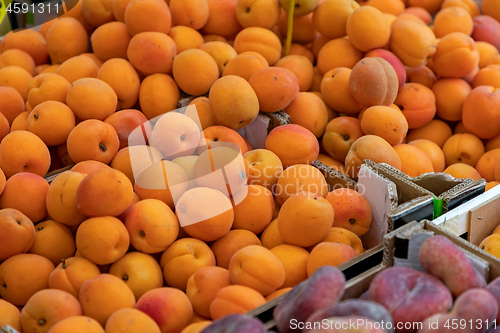 Image of Apricots