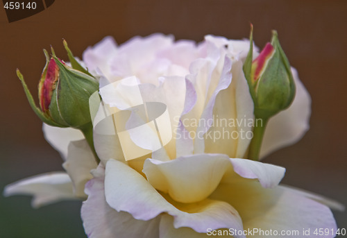 Image of White rose