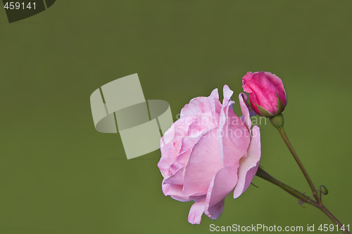 Image of Pink rose