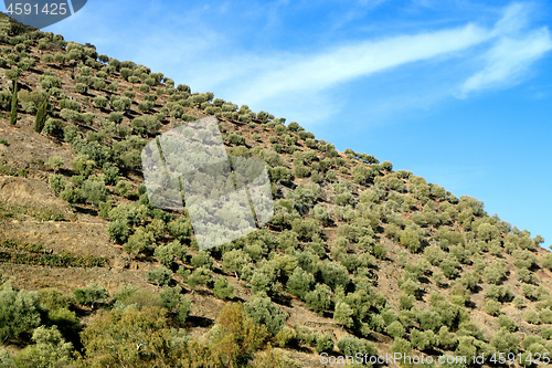 Image of Big olive grove on a slope near Porto