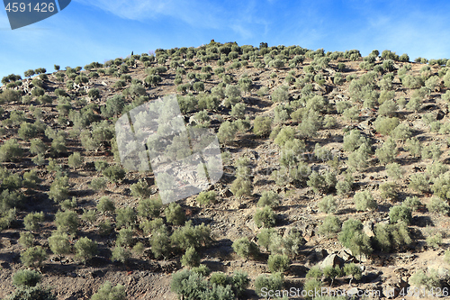 Image of Big olive grove on a slope near Porto