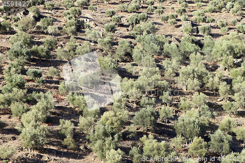 Image of Big olive grove on a slope near Porto