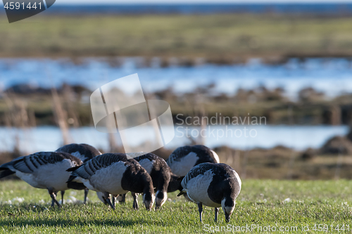 Image of Flock with grazing Barnacle Geese