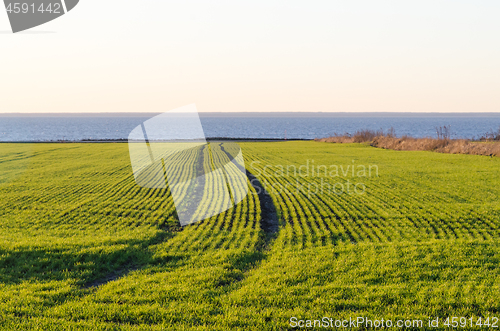 Image of Tracks in a coastal cornfield