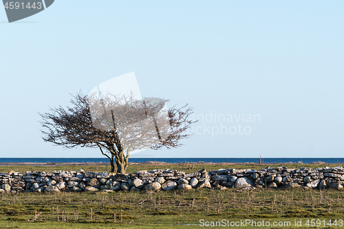 Image of Lone tree in a coastal grassland