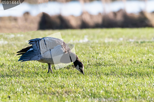 Image of Grazing single Barnacle Goose