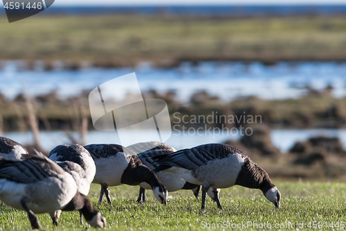 Image of Grazing Barnacle Geese closeup