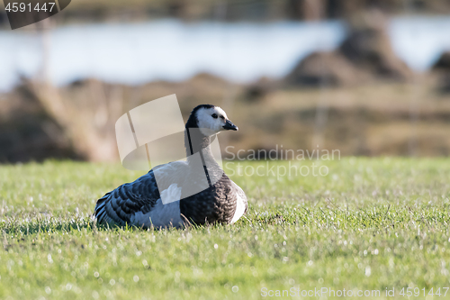 Image of Resting Barnacle Goose in a sunlit grassland