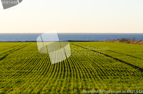 Image of Rows in a green coastal cornfield 