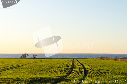 Image of Patterns in a green corn field by the coast