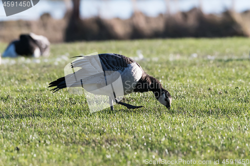 Image of Walking and grazing Barnacle Goose