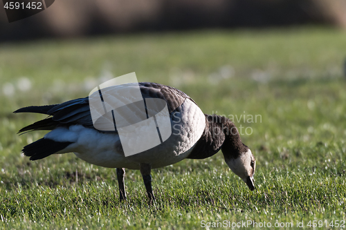 Image of Barnacle Goose close up in a grassland