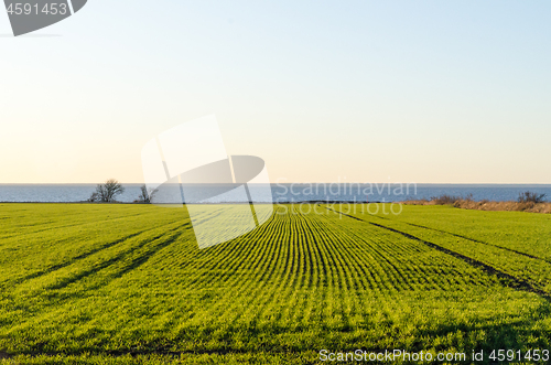 Image of Green lines in a farmers field by seaside