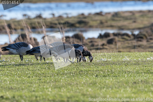 Image of Grazing Barnacle Geese by seaside