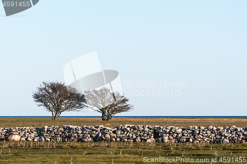 Image of Dry stonewall and trees in a great plain grassland