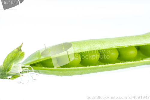 Image of Opened green pea pod with peas is concept macro of organic food