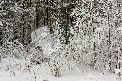 Image of Snow covered bushes and pines of wild forest on winter day